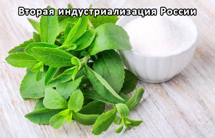 lechebnye svojstva listev travy stevii i sposoby vyrashhivaniya